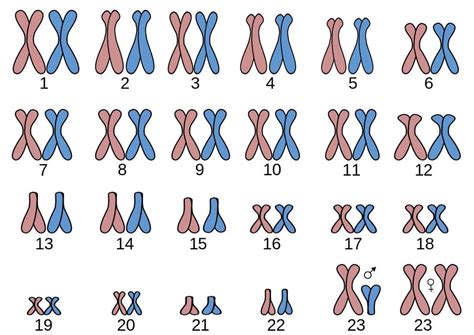 cromossomo 21